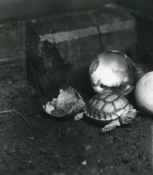 Uma tartaruga Spurred sulcada ou africana Spurred recentemente no jardim zoológico de Londres, em julho de 1922